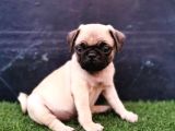 Baby Pug Yavrulari