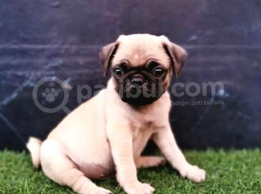 Baby Pug Yavrulari görsel
