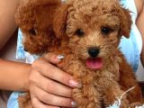 Mini boy puppy kıpkırmızı Red TOOY POODLE 