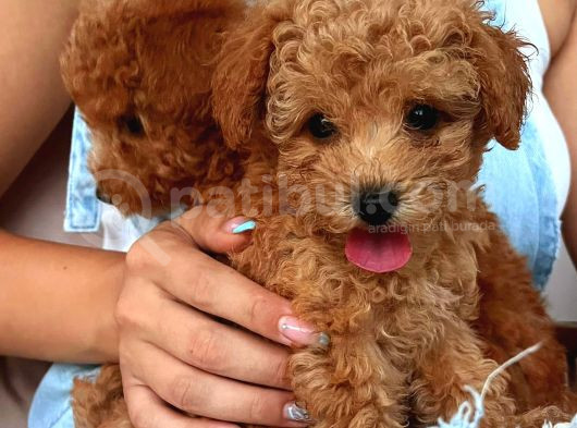 Mini Boy Puppy Kıpkırmızı Red Tooy Poodle 
