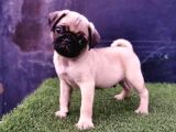 Baby Pug Yavrulari