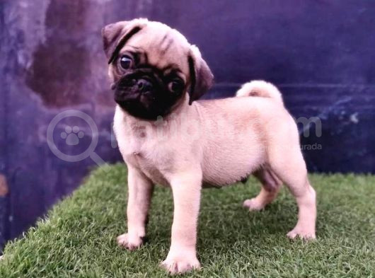 Baby Pug Yavrulari görsel