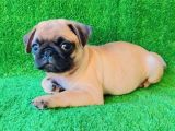 Evi̇ni̇zi̇n Yeni̇ Neşesi̇ Pug Yavrulari