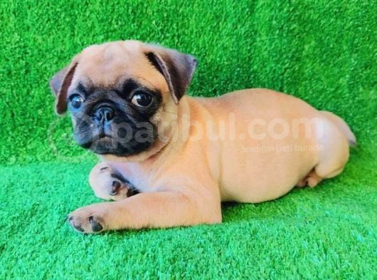 Evi̇ni̇zi̇n Yeni̇ Neşesi̇ Pug Yavrulari görsel