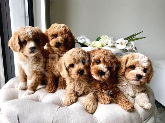 Kahve Tonlu Mini Boy Puppy Sevimli Yavrular Malti̇po Ci̇nsi̇  görsel