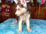 Masmavi Gözleriyle Husky Sibirya Kurdu Yavrularımız
