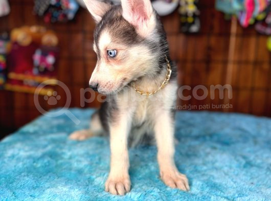 Masmavi Gözleriyle Husky Sibirya Kurdu Yavrularımız görsel