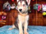 Masmavi Gözleriyle Husky Sibirya Kurdu Yavrularımız