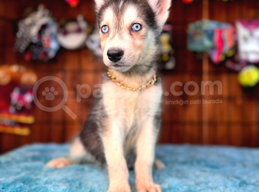 Masmavi Gözleriyle Husky Sibirya Kurdu Yavrularımız görsel