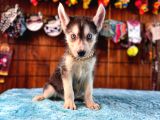Masmavi gözleriyle husky Sibirya kurdu yavrularımız
