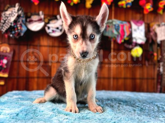Masmavi Gözleriyle Husky Sibirya Kurdu Yavrularımız