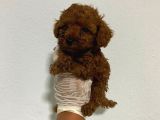 Anne Altından ev doğumlu aşılı poodle bebekler