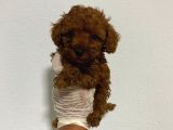 Anne Altından Ev Doğumlu Aşılı Poodle Bebekler