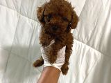 Anne Altından Ev Doğumlu Aşılı Poodle Bebekler