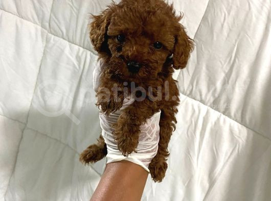 Anne Altından Ev Doğumlu Aşılı Poodle Bebekler görsel