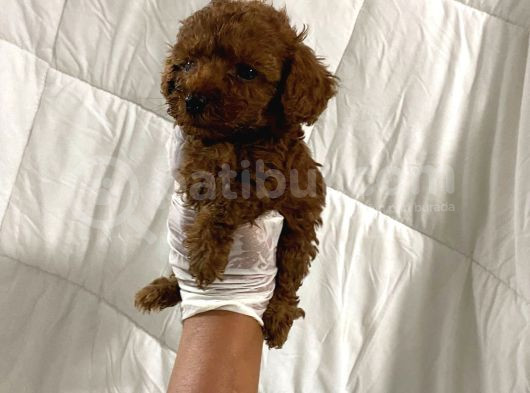 Anne Altından Ev Doğumlu Aşılı Poodle Bebekler görsel