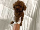 Anne Altından Ev Doğumlu Aşılı Poodle Bebekler