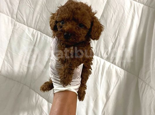 Anne Altından Ev Doğumlu Aşılı Poodle Bebekler görsel