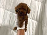 Anne Altından Ev Doğumlu Aşılı Poodle Bebekler