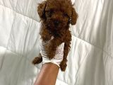 Anne Altından Ev Doğumlu Aşılı Poodle Bebekler