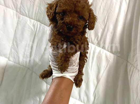 Anne Altından Ev Doğumlu Aşılı Poodle Bebekler görsel
