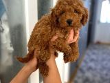 Safkan Poodle Yavrularım Sağlık Garantili