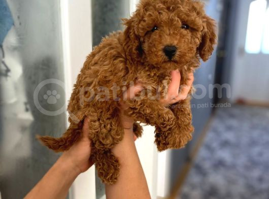 Safkan Poodle Yavrularım Sağlık Garantili