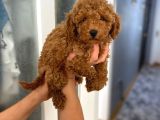 Safkan Poodle Yavrularım Sağlık Garantili