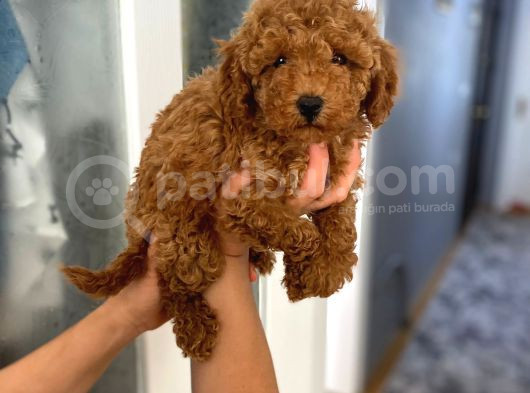 Safkan Poodle Yavrularım Sağlık Garantili görsel