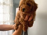 Safkan Poodle Yavrularım Sağlık Garantili