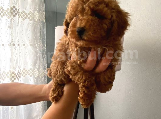 Safkan Poodle Yavrularım Sağlık Garantili görsel