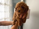 Safkan Poodle Yavrularım Sağlık Garantili