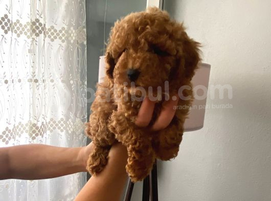 Safkan Poodle Yavrularım Sağlık Garantili görsel