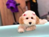 Kahve Tonlu Mini Boy Puppy Sevimli Yavrular Malti̇po Ci̇nsi̇ 