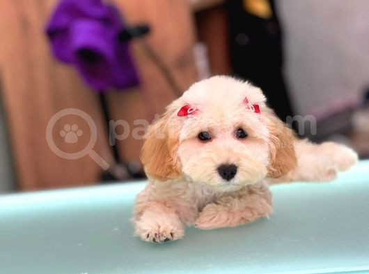 Kahve Tonlu Mini Boy Puppy Sevimli Yavrular Malti̇po Ci̇nsi̇  görsel