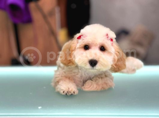 Kahve Tonlu Mini Boy Puppy Sevimli Yavrular Malti̇po Ci̇nsi̇ 