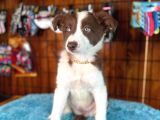 DUNYANİN EN ZEKİ IRKI BORDER COLLIE