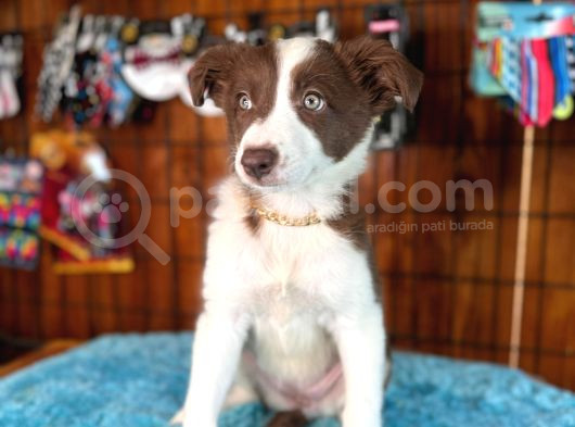 Dunyani̇n En Zeki̇ Irki Border Collie