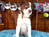 Dunyani̇n En Zeki̇ Irki Border Collie