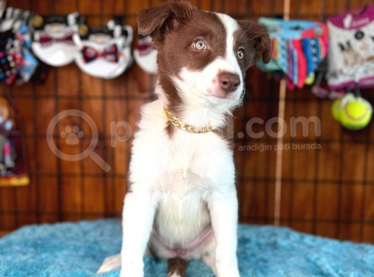 Dunyani̇n En Zeki̇ Irki Border Collie görsel