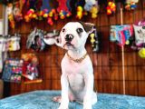 En iyi bekçi köpeği ırkı Dev Amerikan bulldog