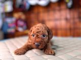 En Akıllı Apartman Köpeği A Scrli̇ Toy Poodle
