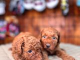 En Akıllı Apartman Köpeği A Scrli̇ Toy Poodle