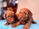 En akıllı apartman köpeği a SCRLİ toy poodle