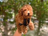 Minnacık Toy Poodlelar Çok Akıllı Ve Sağlıklı