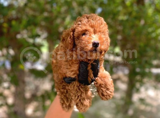 Minnacık Toy Poodlelar Çok Akıllı Ve Sağlıklı görsel