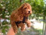 Minnacık toy poodlelar Çok Akıllı ve Sağlıklı
