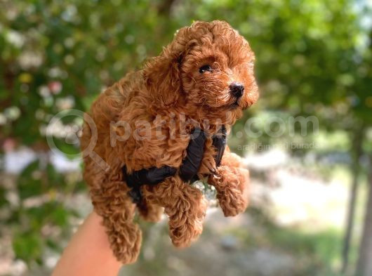Minnacık Toy Poodlelar Çok Akıllı Ve Sağlıklı