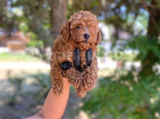 Minnacık Toy Poodlelar Çok Akıllı Ve Sağlıklı görsel