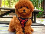 Kıpkırmızı Red Tooy Poodle Sevimli Yavrular 